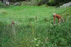 20150919_5erl_glemmerhof_126