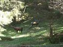 Glemmerhof-mai-08-(7)