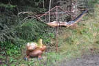 5erl BSV Avalon Bild 6