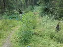 Springkrautchallenge Bild 22