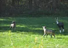 9. Jagdbogenmeisterschaft Bild 100