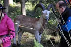 9. Jagdbogenmeisterschaft Bild 109