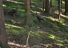 9. Jagdbogenmeisterschaft Bild 110