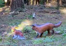9. Jagdbogenmeisterschaft Bild 135
