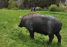 11. Iseltalturnier 2019 Bild 90