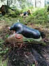 Parcoursumbau Sommer 2024 Bild 3