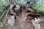Parcoursumbau Sommer 2025 Bild 3