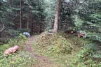 Parcoursumbau Sommer 2025 Bild 6